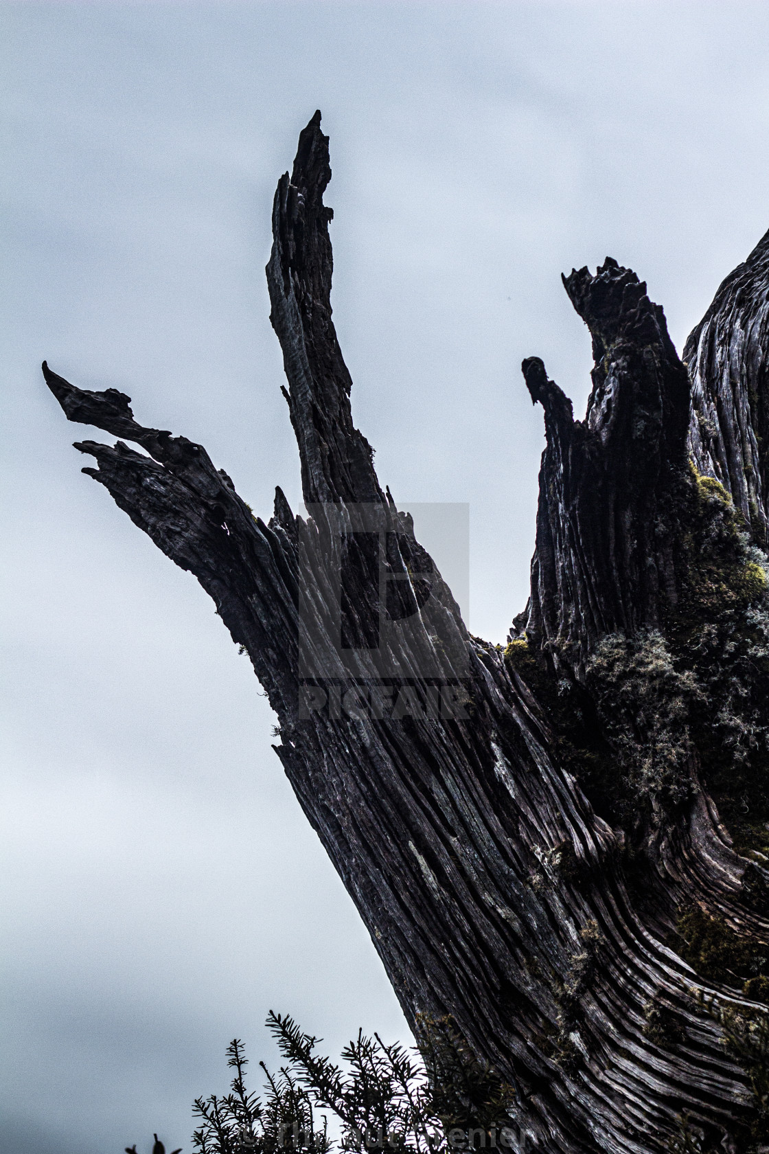 Funny shaped-tree in HDR